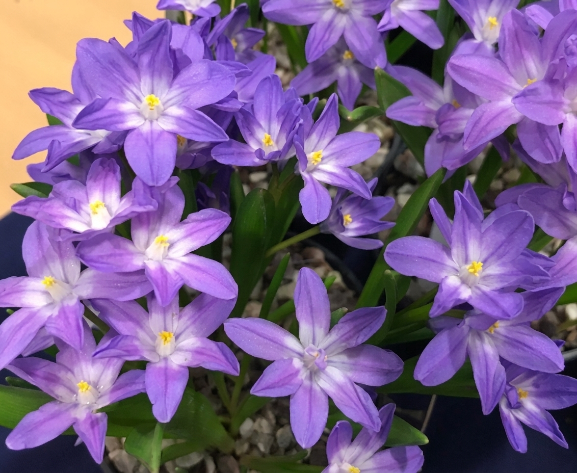 Chionodoxa forbesii 'Violet Beauty' 